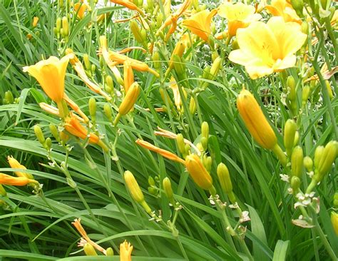 stellar dior|hemerocallis stella de oro daylily.